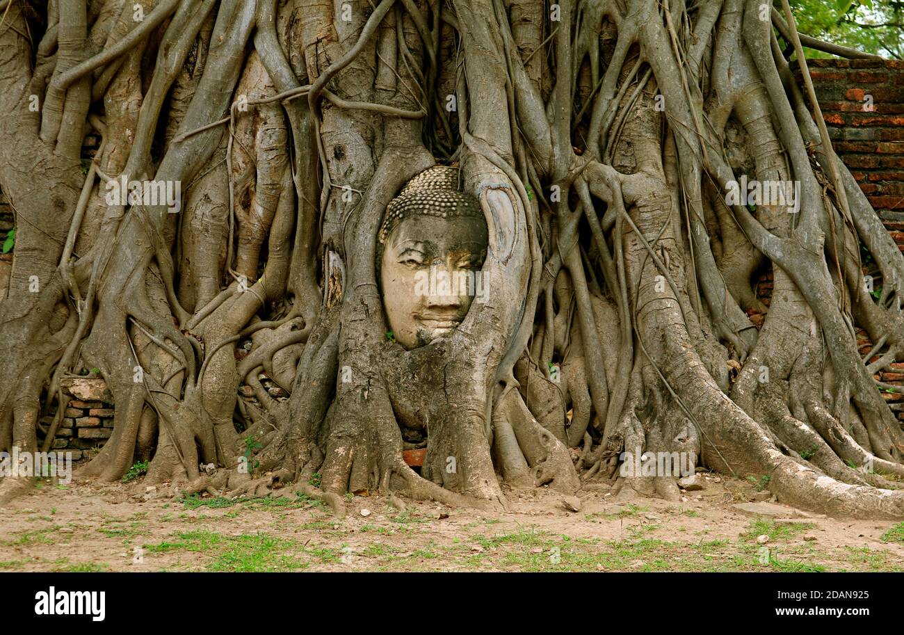 Kopf des Buddha-Bildes aus Sandstein Gefangen in den Baumwurzeln im Wat Mahathat Ancient Temple, UNESCO-Weltkulturerbe in Ayutthaya, Thailand Stockfoto