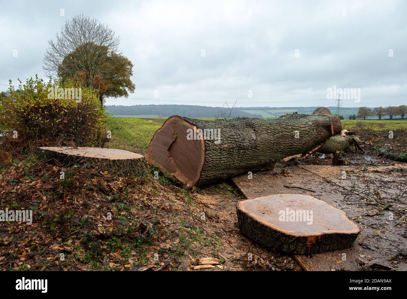 Aylesbury Vale, Buckinghamshire, Großbritannien. November 2020. Die Anwohner sind empört, dass HS2 gestern eine riesige alte Eiche zerstört hat, von der angenommen wird, dass sie über 300 Jahre alt ist. Es wurde gekürzt, um den Zugang von Lastkraftwagen zu einem temporären Standort für HS2 zu ermöglichen. In Szenen, die an ein Kriegsgebiet erinnern, wurde der nahe gelegene alte Waldgraben Grim ebenfalls von HS2 niedergeschlagen. Die äußerst umstrittene HS2-Hochgeschwindigkeitsstrecke ist für 108 uralte Waldgebiete, 33 SSSIs und 693 Wildtiergebiete in Gefahr. Quelle: Maureen McLean/Alamy Live News Stockfoto