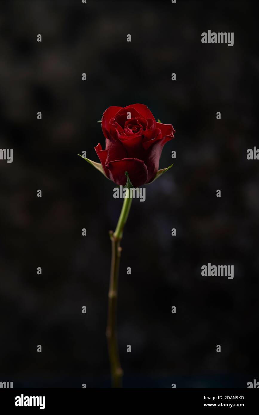 Einzelne dunkelrote Rose vor einem dunkel gesprenkelten Hintergrund Stockfoto