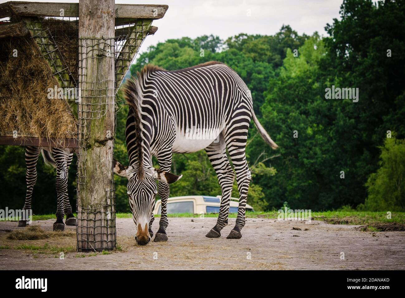 Das Zebra knabbert das Heu Stockfoto