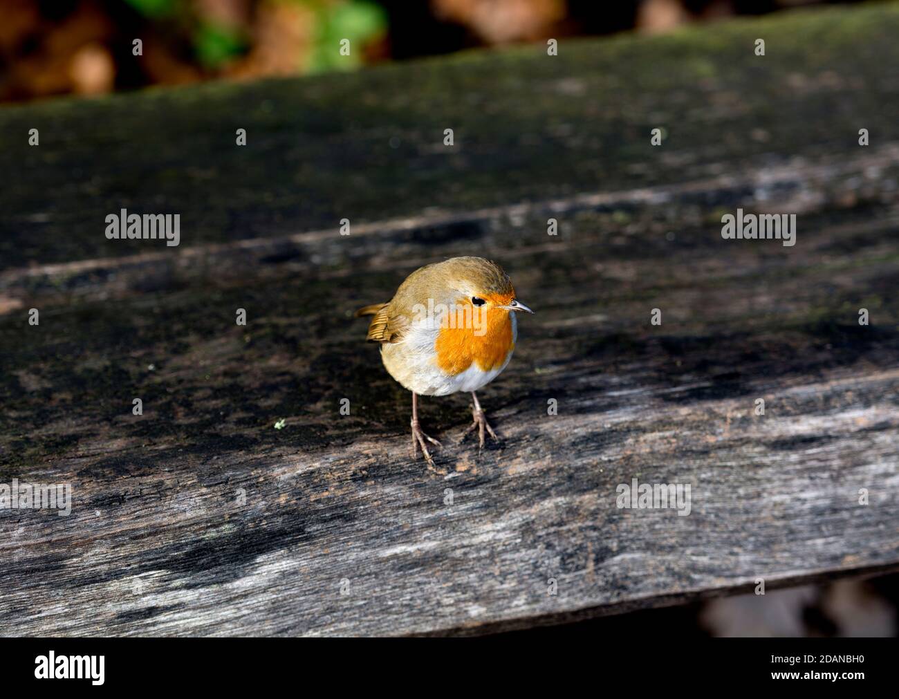 Ein Robin (Erithacus rubecula) auf einer Holzbank, Warwickshire, Großbritannien Stockfoto