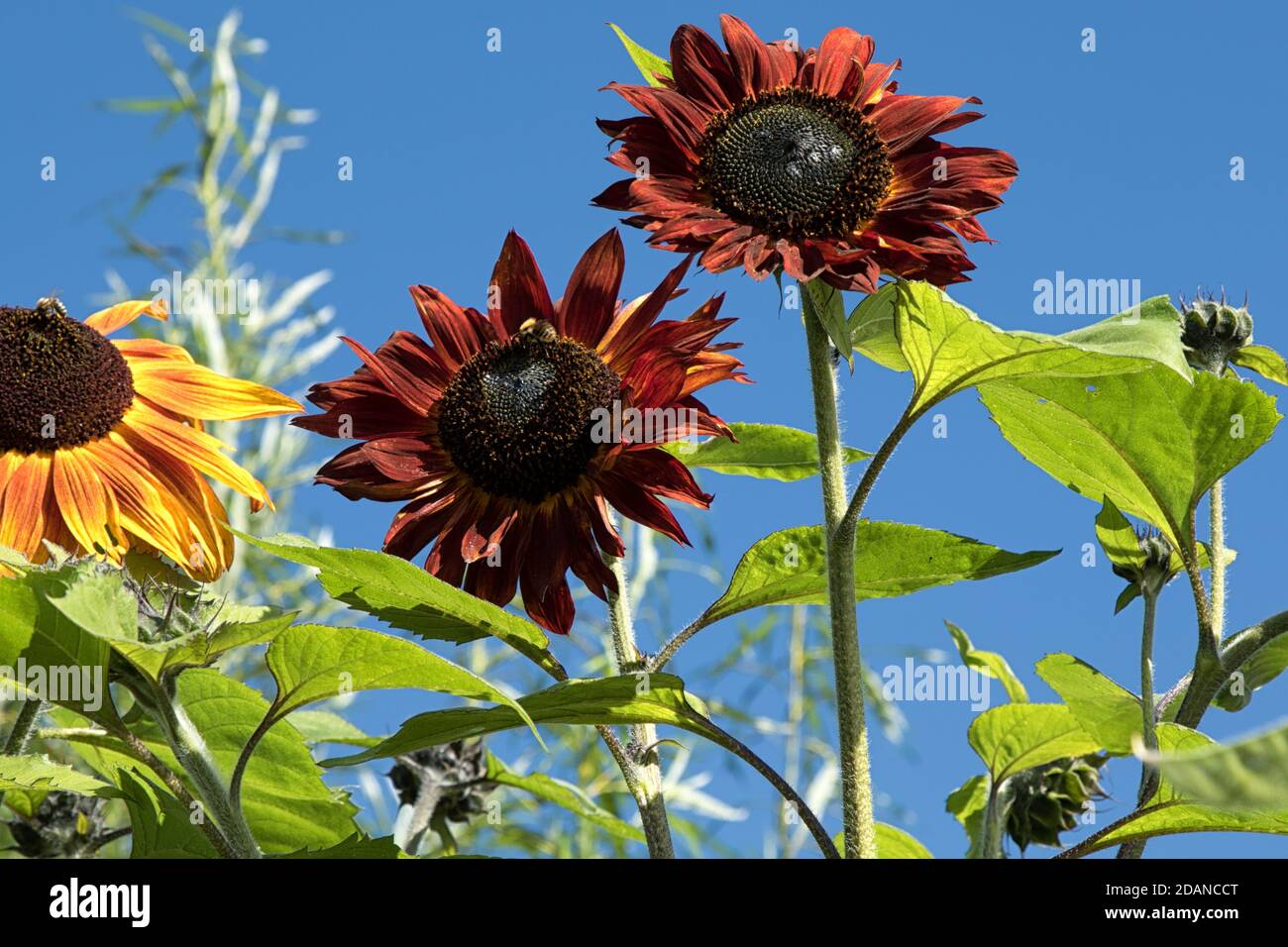 Große rote und gelbe Sonnenblumen gegen den blauen Himmel, Harrogate, North Yorkshire, England, Vereinigtes Königreich. Stockfoto