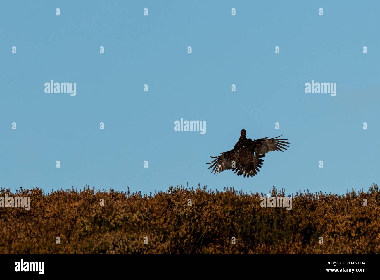 Britische Tierwelt: Rothuhn im Flug kommt in Land, Yorkshire, England Stockfoto