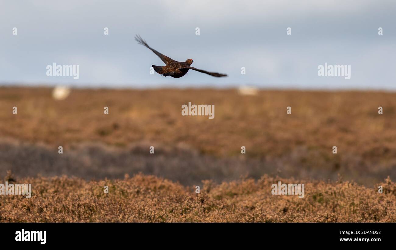 Britische Tierwelt: Rothuhn im Flug über Moorland im Herbst, Yorkshire, England Stockfoto