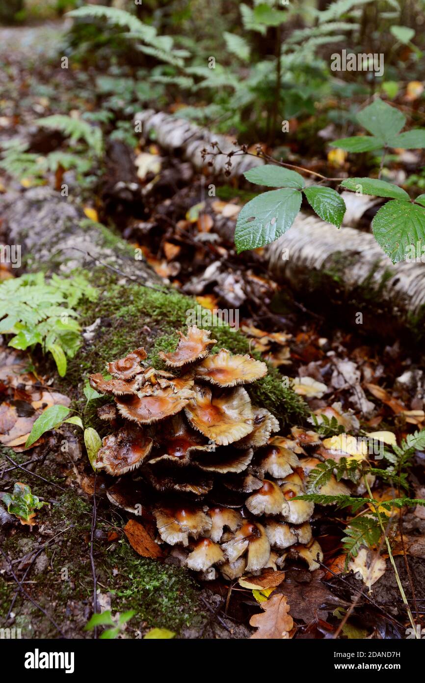 Fleck von braunen Toadstools, die auf einem verfaulenden Baumstamm wachsen, der mit Moos, Zweigen und Bracken auf dem Waldboden bedeckt ist Stockfoto