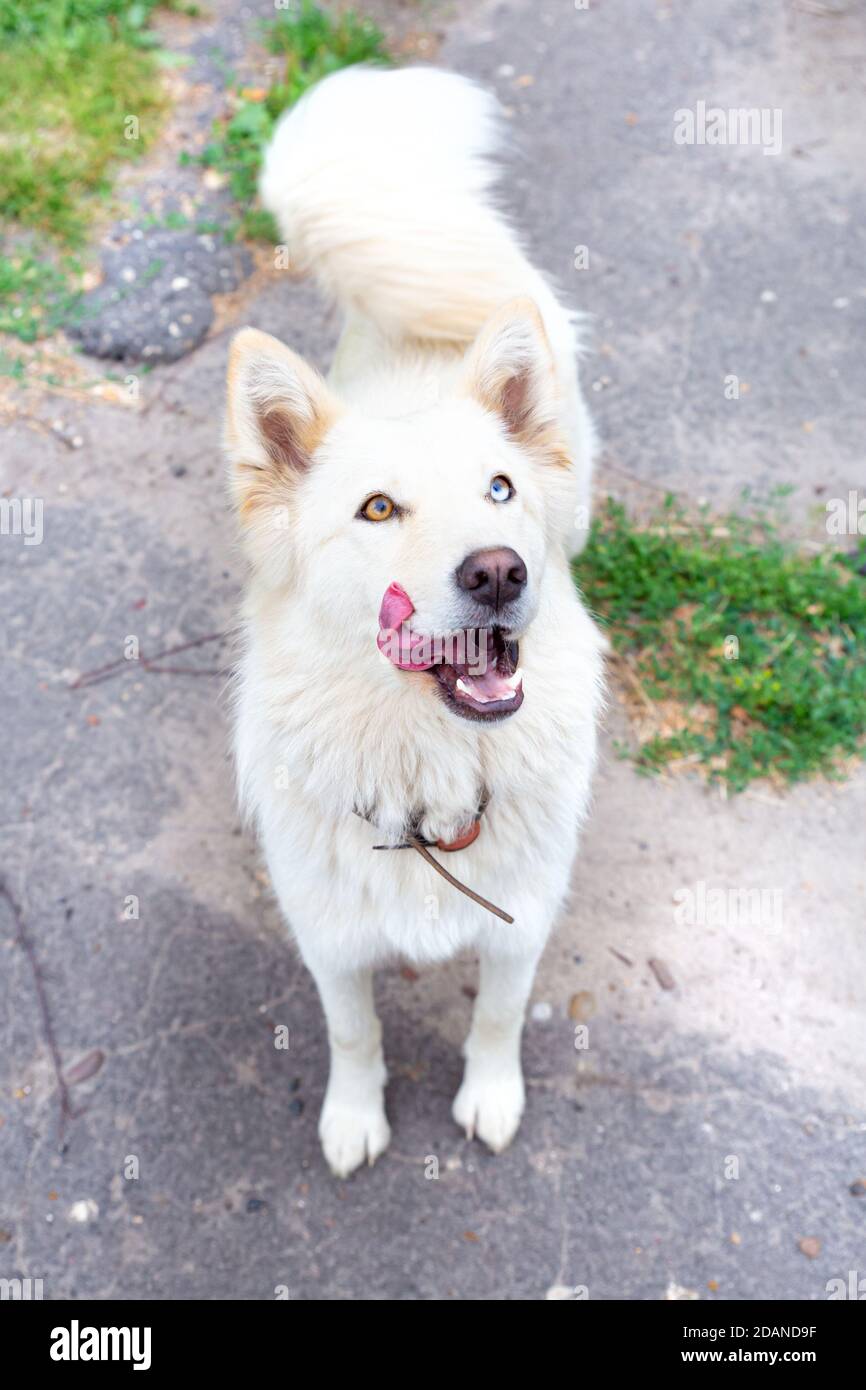 Ganzkörperportrait eines weißen Hundes mit Heterochromie-Nahaufnahme. Augen in verschiedenen Farben. Der Hund leckt seine Lippen, wedelt seinen Schwanz. Ungewöhnlich, besonders. Stockfoto