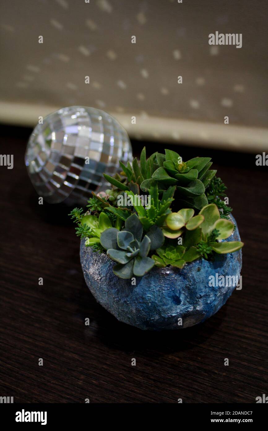 Disco Ball trifft floralen Mond: Strukturierte Hypertufa Terrarium mit Sukkulenten Märchen Garten Komposition Stockfoto