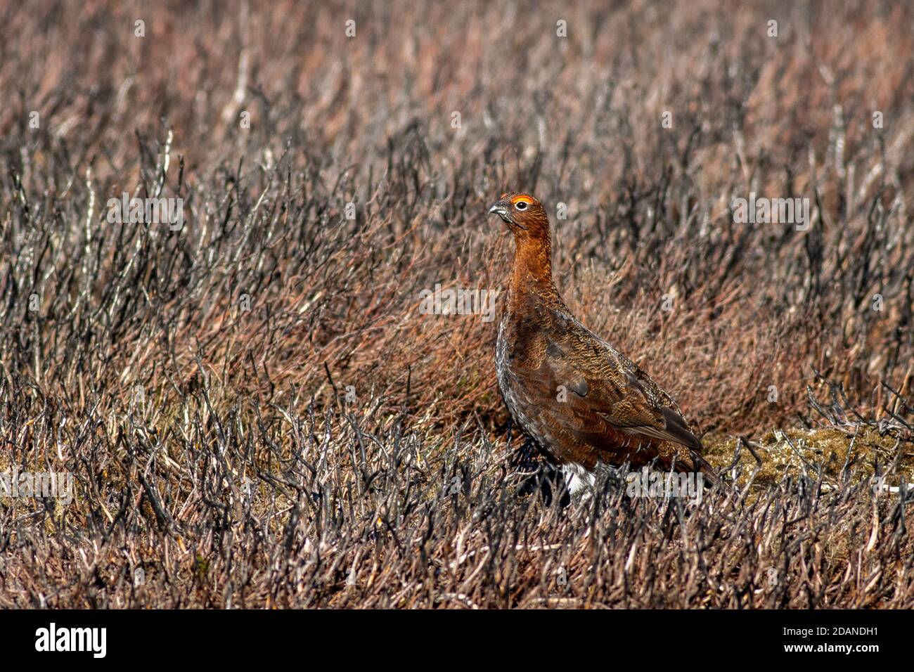 Rothuhn (Lagopus lagopus scotica) steht in einem Fleck von verkohlten verbrannten Heidekraut, Burley Moor, England Stockfoto