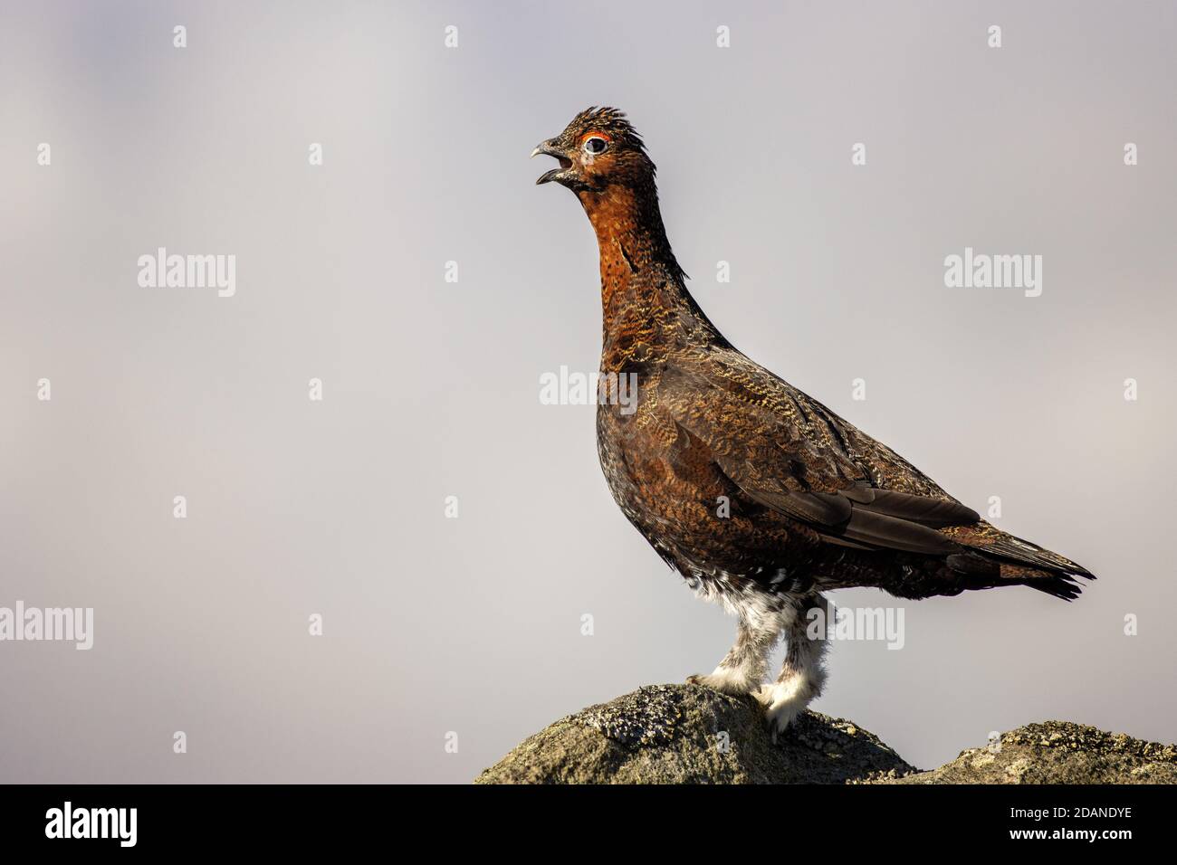Atemberaubendes Porträt von roten Birkhuhn mit vollem Körper und Beine sichtbar Aufruf mit Schnabel offen - isoliert. England Stockfoto