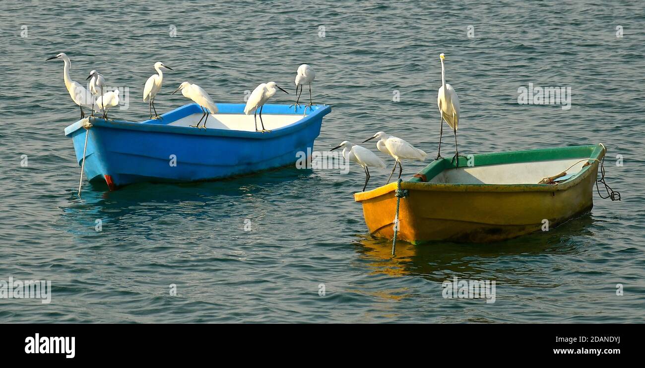 Zwei festmachen bunte Ruderboote von vielen langbeinigen weißen Seevögel besetzt, auf der Suche nach Fischen aus der Nähe von Fischfang. Stockfoto