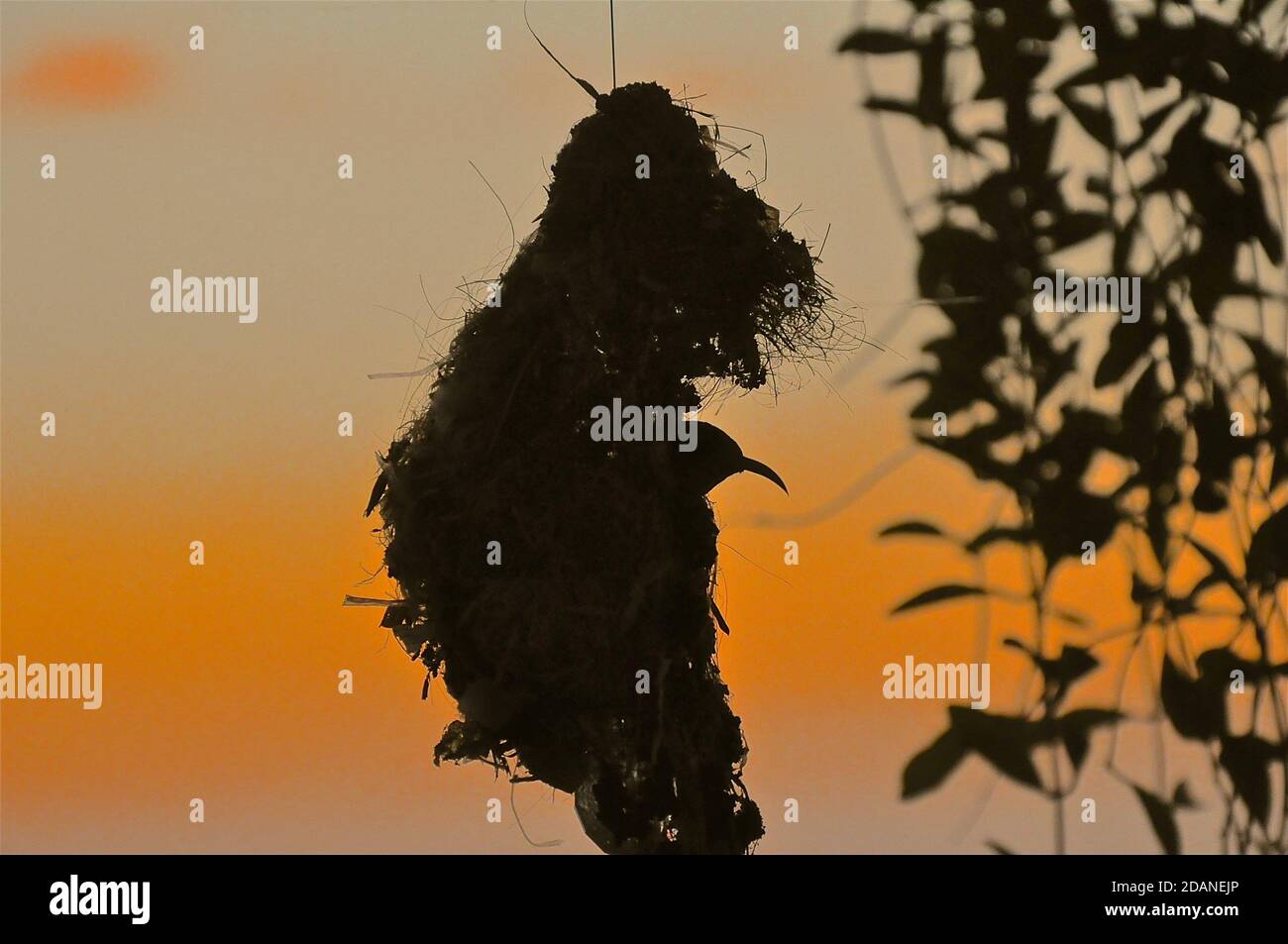 Silhouette eines Sonnenvogels in seinem Nest bei Sonnenuntergang. Stockfoto