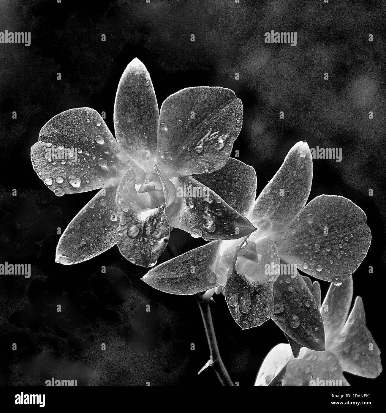 Schwarz-Weiß-Makrobild einer Blume mit Wasser Tröpfchen auf den Blütenblättern Stockfoto