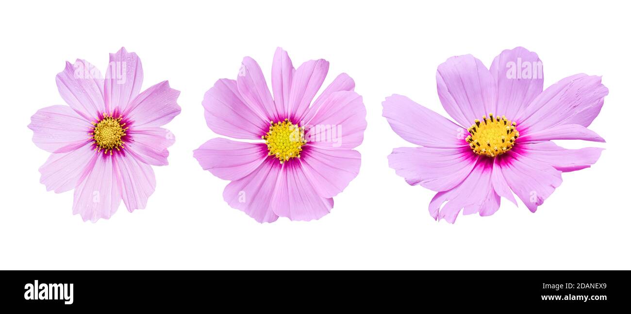 Drei rosa Cosmos Blume unterschiedlich, isoliert auf weißem Hintergrund. Dekorative schöne blühende Gartenpflanze Cosmos bipinnatus. Stockfoto