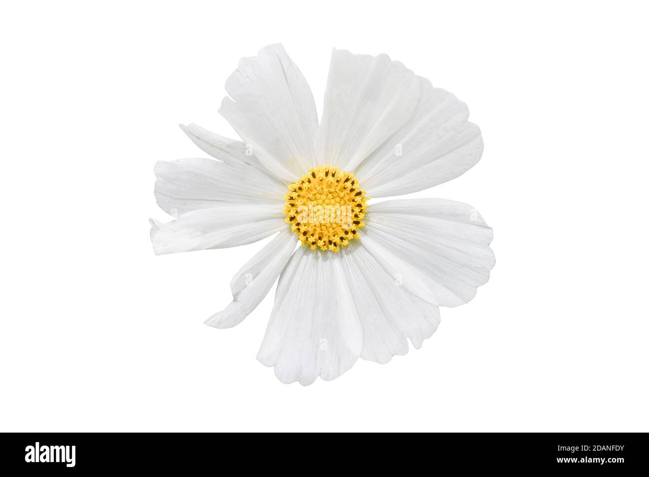 Weiße Cosmos Blume isoliert auf weißem Hintergrund. Dekorative schöne blühende Gartenpflanze Cosmos bipinnatus. Stockfoto