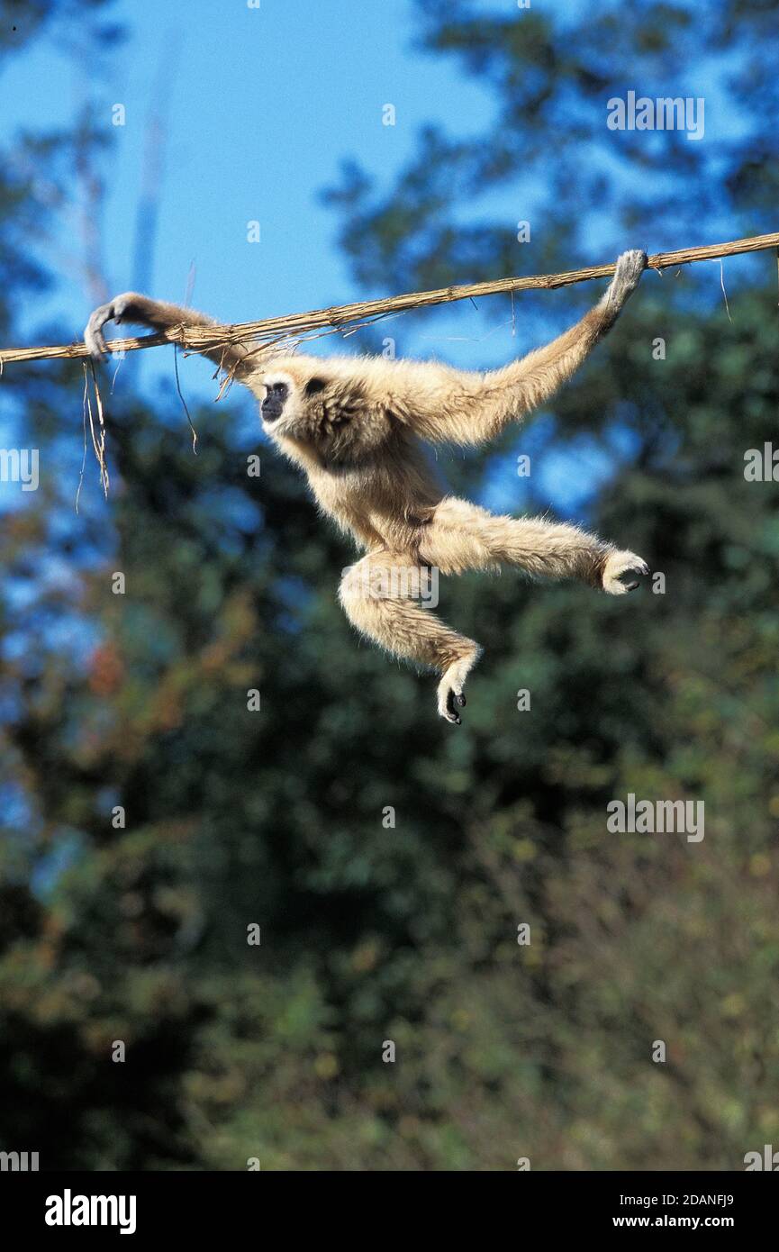WHITE-HANDED GIBBON Hylobates Lar, weibliche hängen von LIANA Stockfoto