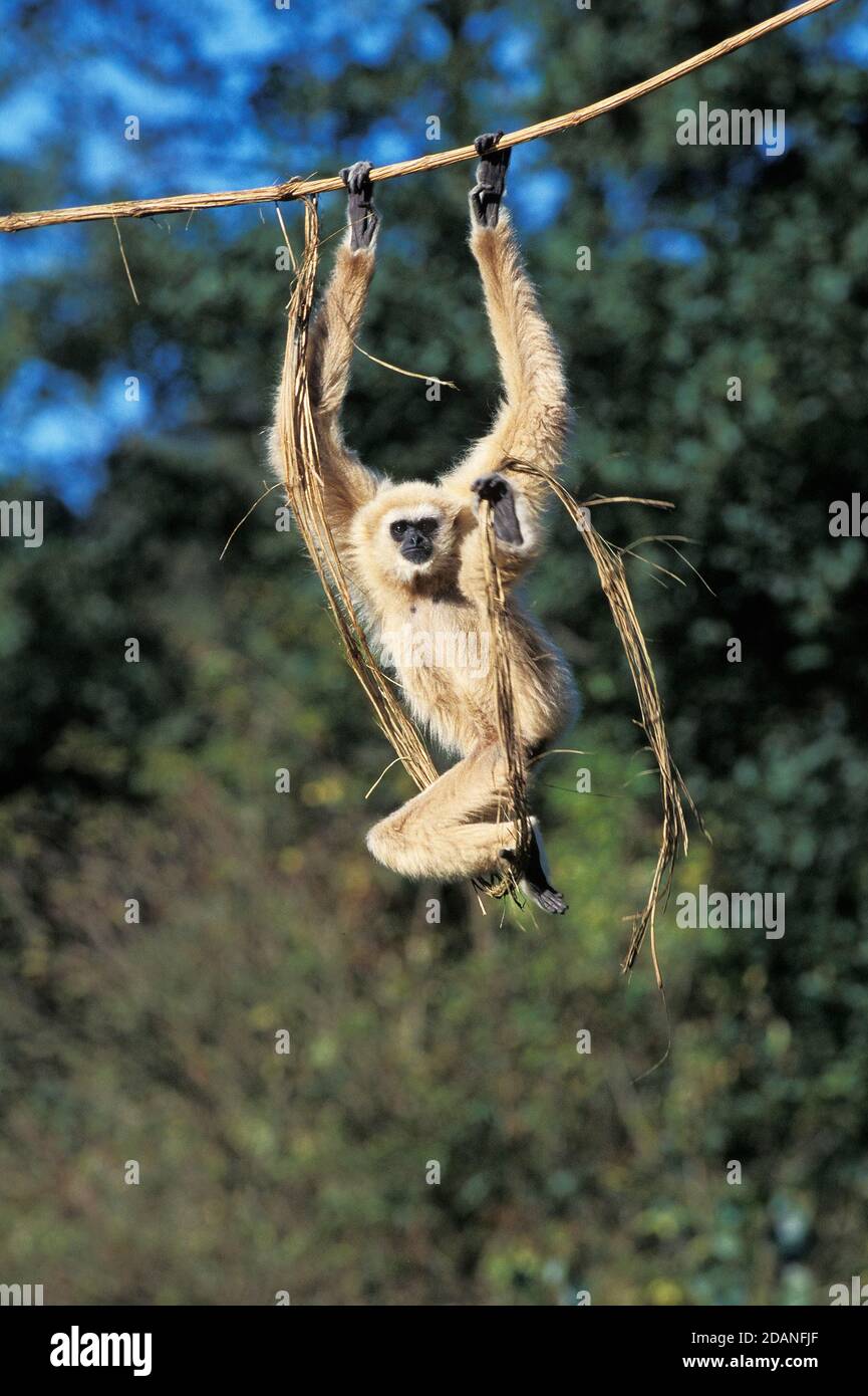 WHITE-HANDED GIBBON Hylobates Lar, weibliche hängen von LIANA Stockfoto