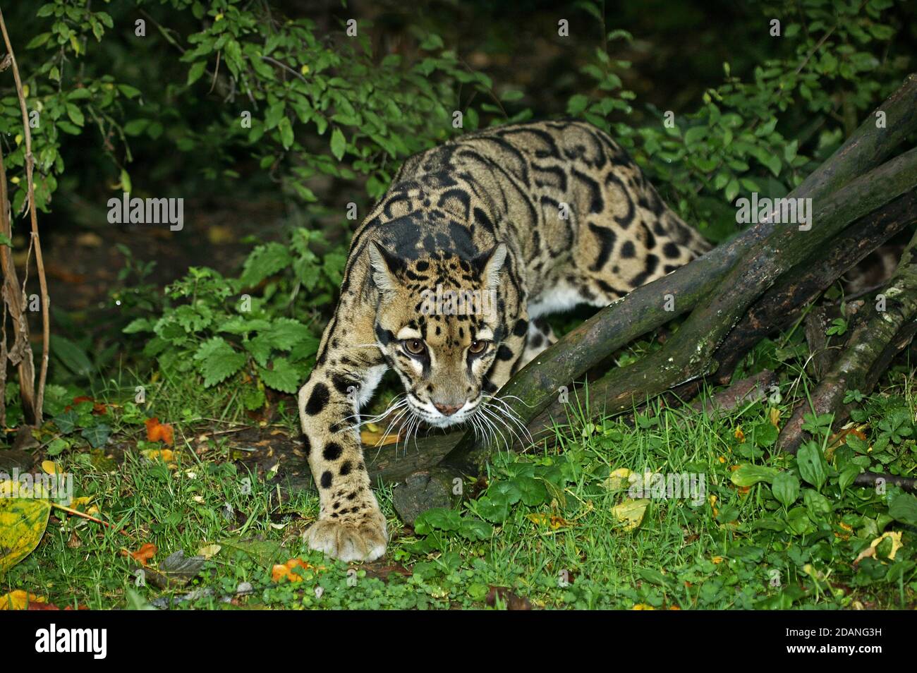 GETRÜBT LEOPARD Neofelis Nebulosa, Erwachsene Stockfoto