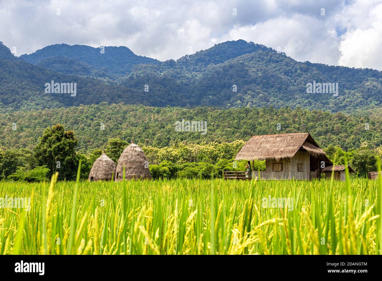 Schöne Sicht auf Reisfeld im Norden Thailands Stockfoto