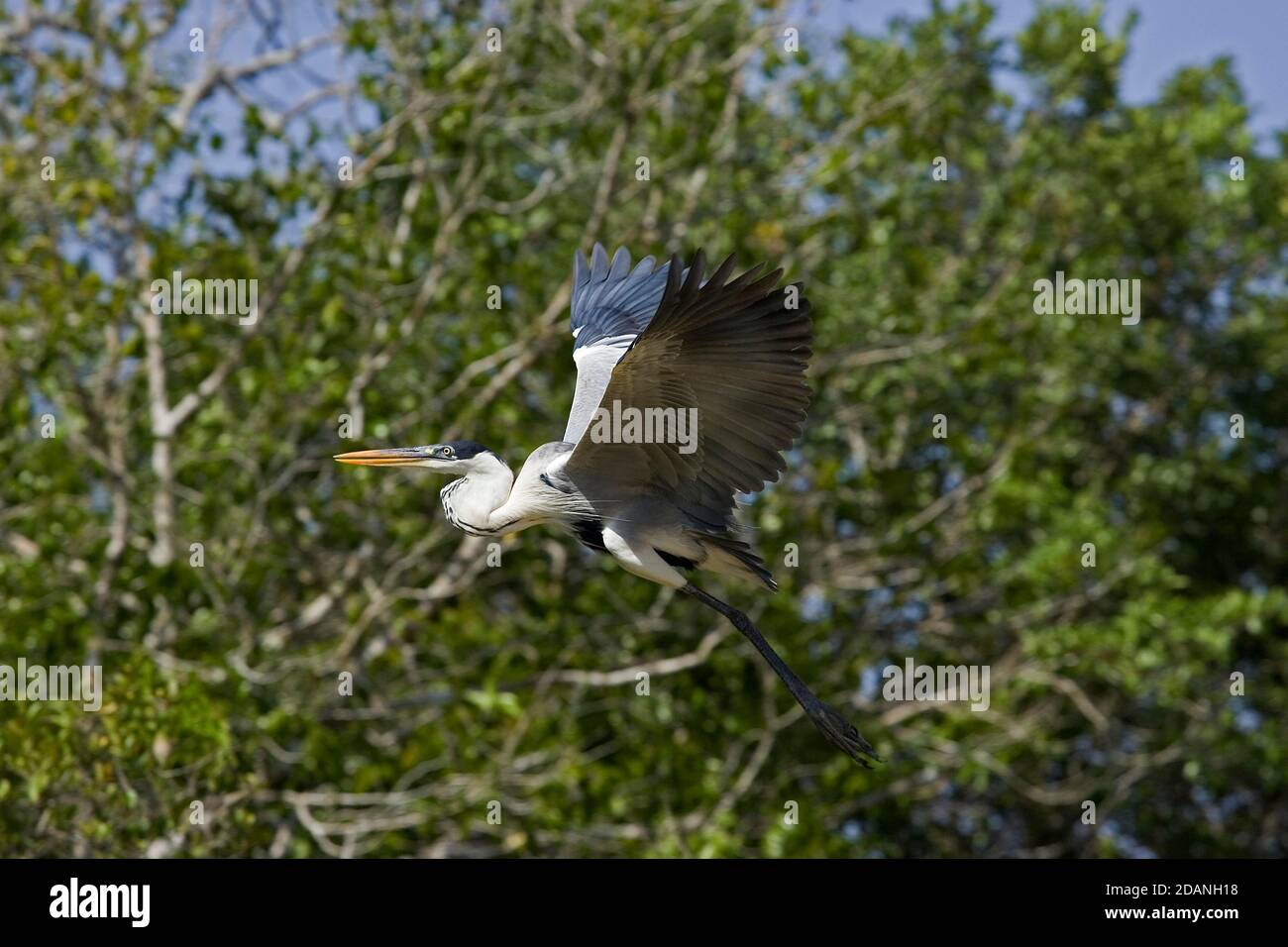 WEIß-NECKED HERON Ardea Cocoi, Erwachsene IN FLIGH LOS LIANOS IN VENEZUELA Stockfoto