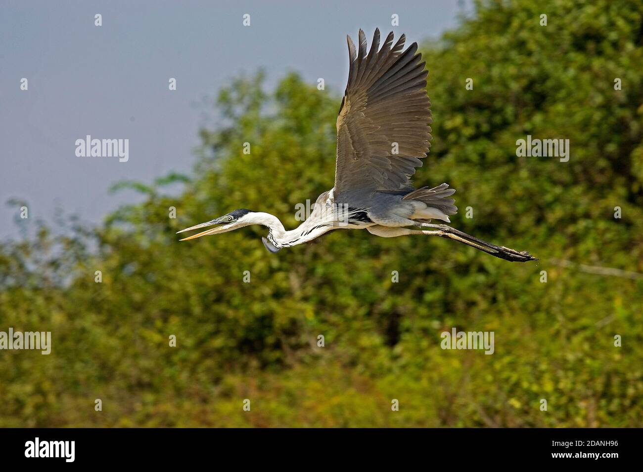 WEIß-NECKED HERON Ardea Cocoi, Erwachsene IN FLIGH LOS LIANOS IN VENEZUELA Stockfoto