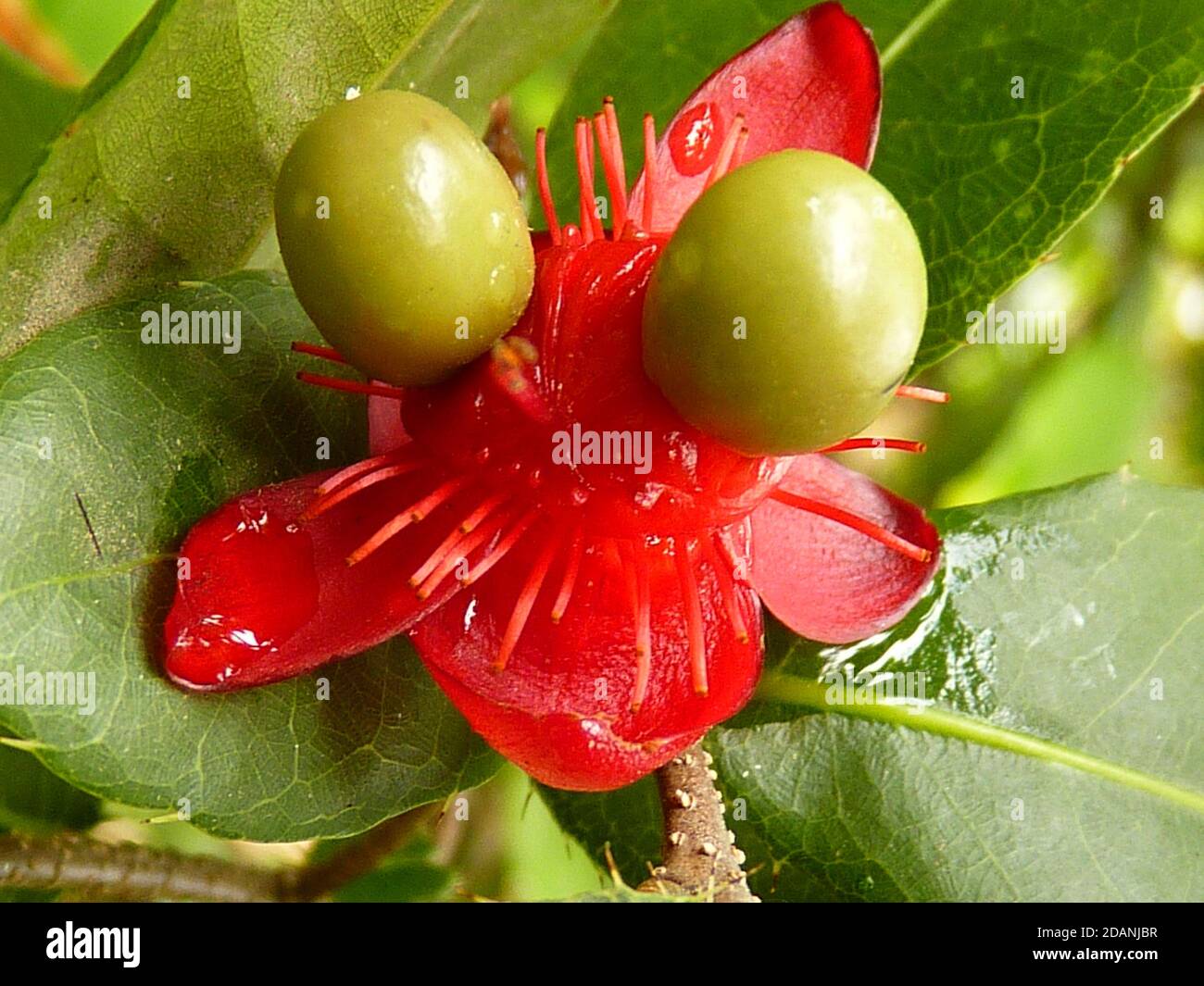 Nahaufnahme der bunten Blumen genannt Karneval ochna Stockfoto