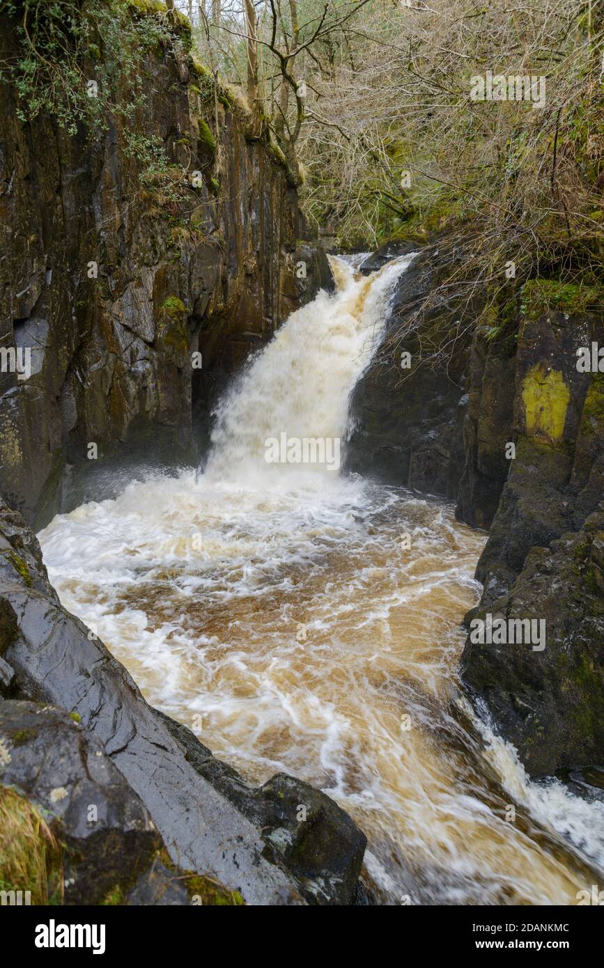 Hollybush Auslauf auf dem Fluss Twiss Teil des Ingleton Wasserfall Trail Stockfoto