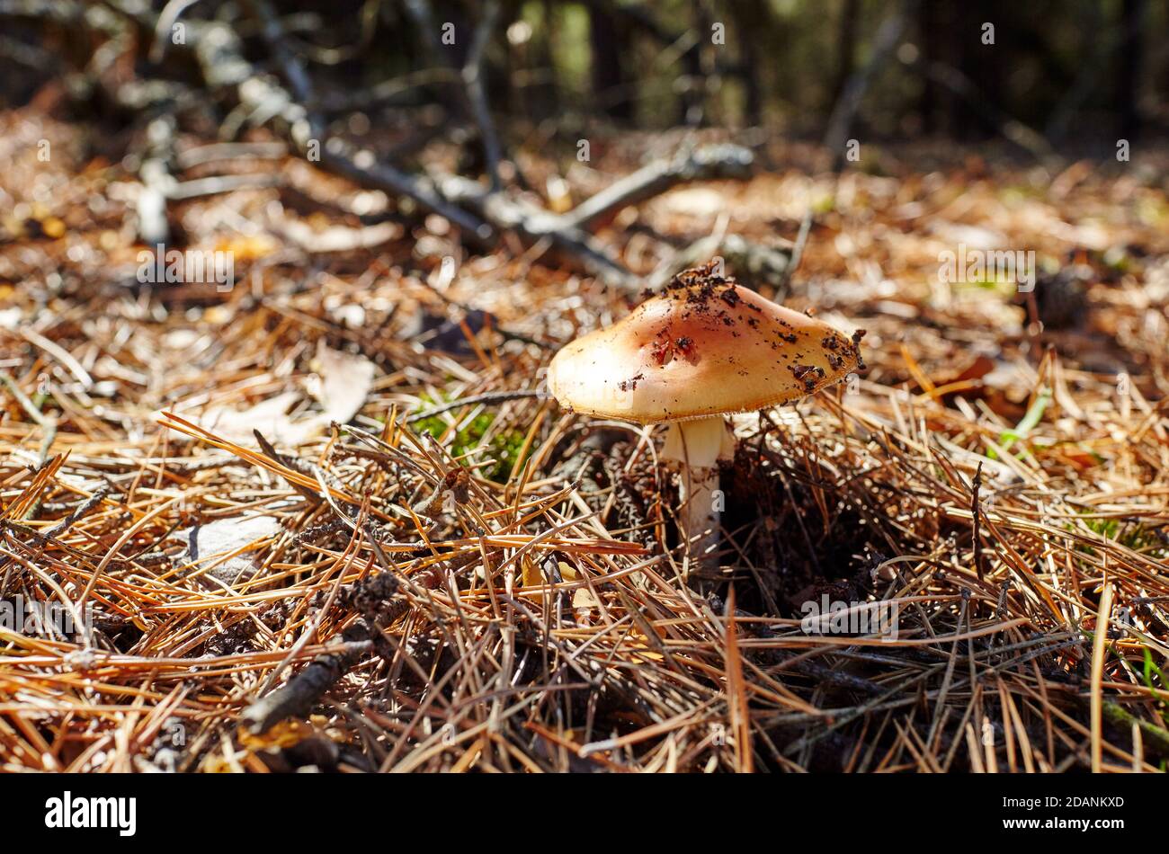 Giftiger und halluzinogener Pilz Fliegen Sie agarisch in Nadeln und Blättern auf Herbstwald Hintergrund. Amanita Muscaria, giftiger Pilz Stockfoto
