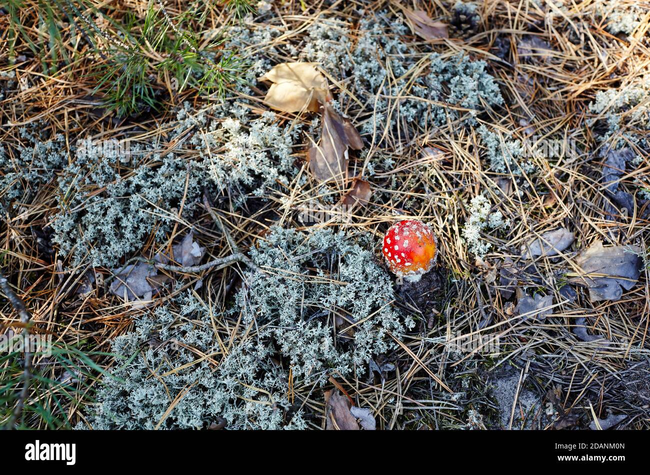 Giftiger und halluzinogener Pilz Fliegen Sie agarisch in Nadeln und Blättern auf Herbstwald Hintergrund. Amanita Muscaria, giftiger Pilz Stockfoto