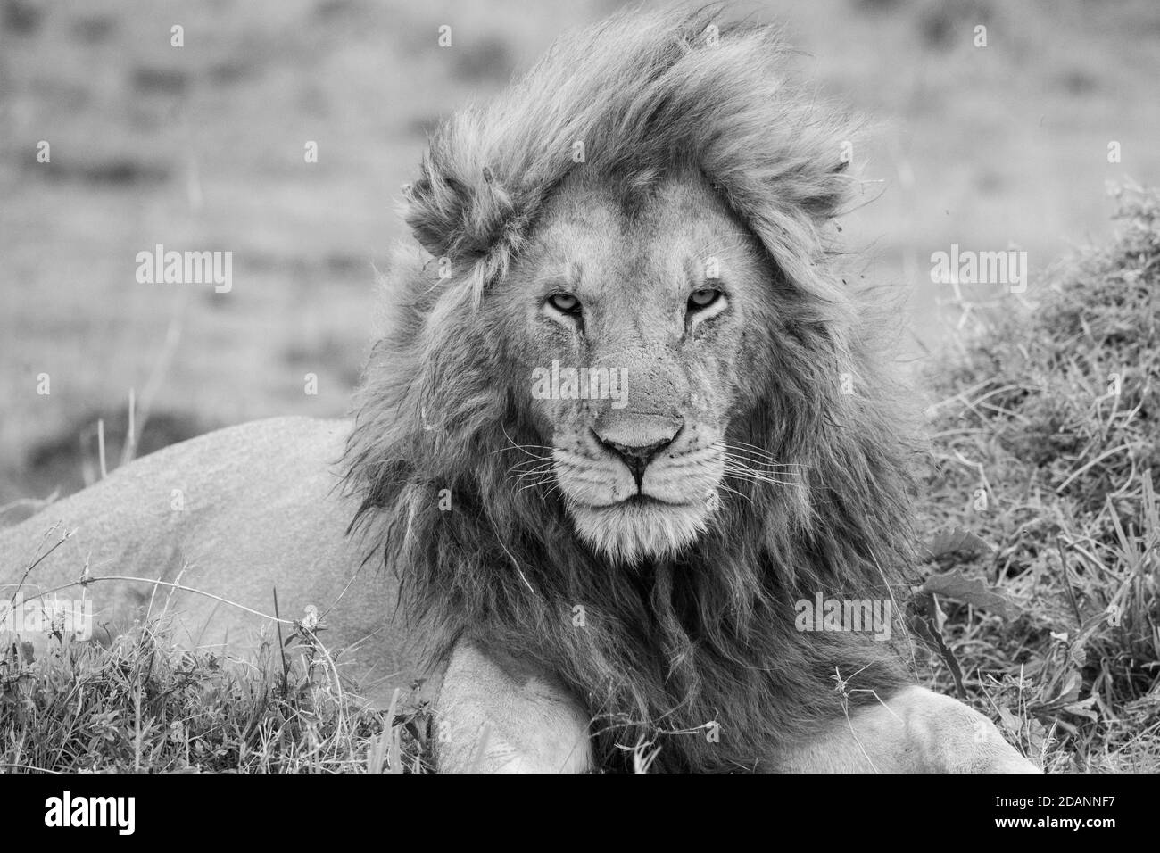 Afrika, Kenia, Northern Serengeti Plains, Maasai Mara. Männlicher Löwe (WILD: Panthera leo) s/w Stockfoto