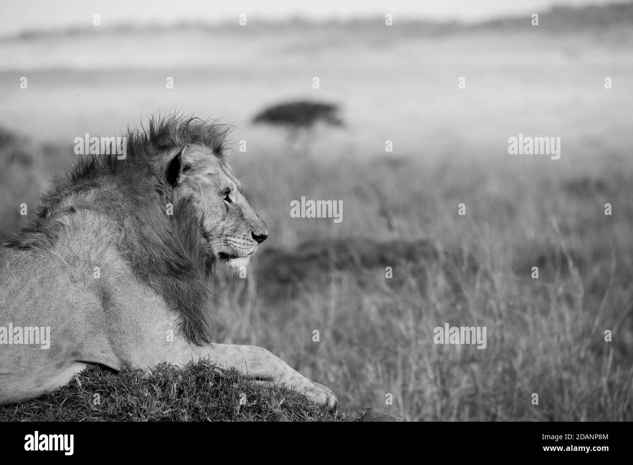 Afrika, Kenia, Northern Serengeti Plains, Maasai Mara. Junger männlicher Löwe (WILD: Panthera leo) im typischen Serengeti-Grasland-Habitat. Stockfoto