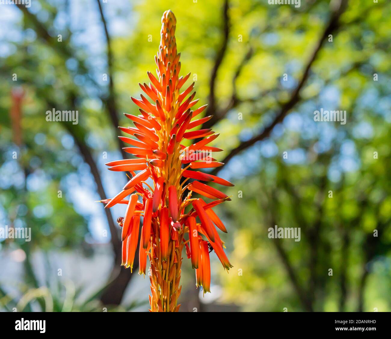 Krantz Aloe mit Bienen im Sonnenlicht Stockfoto