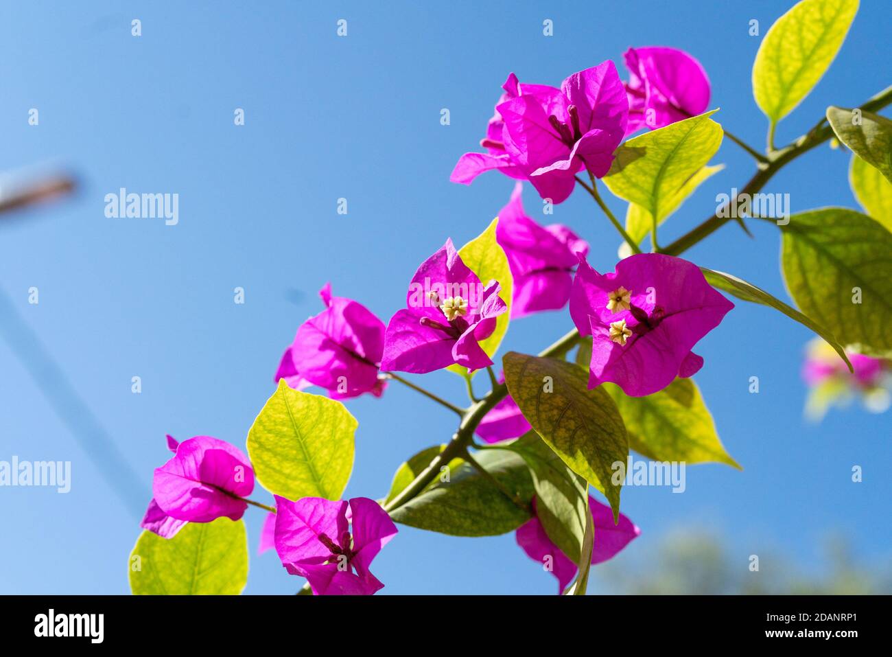 Rosa Papierblume Nahaufnahme gegen den Himmel Stockfoto
