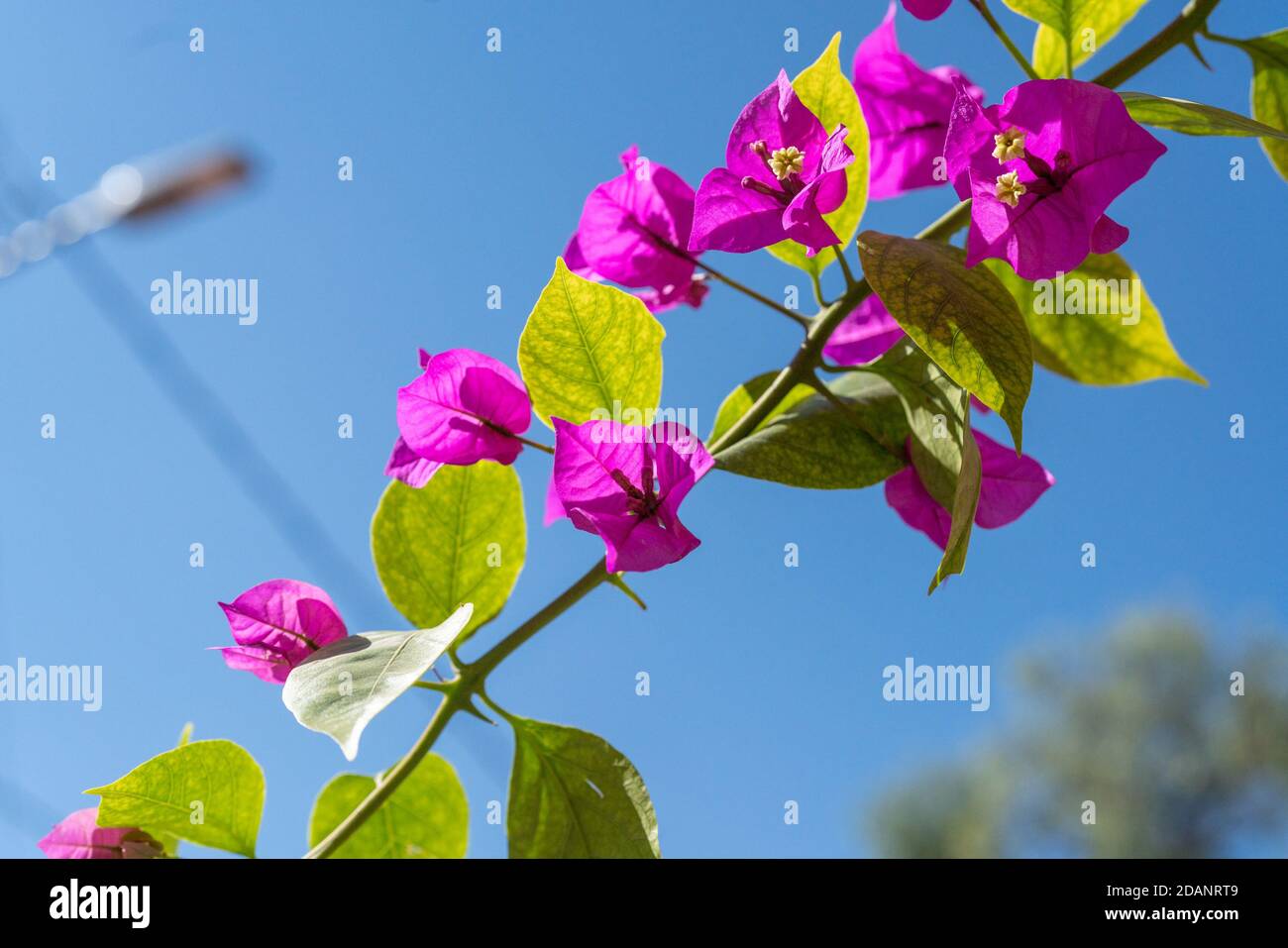 Rosa Papierblüten dicht am Himmel Stockfoto