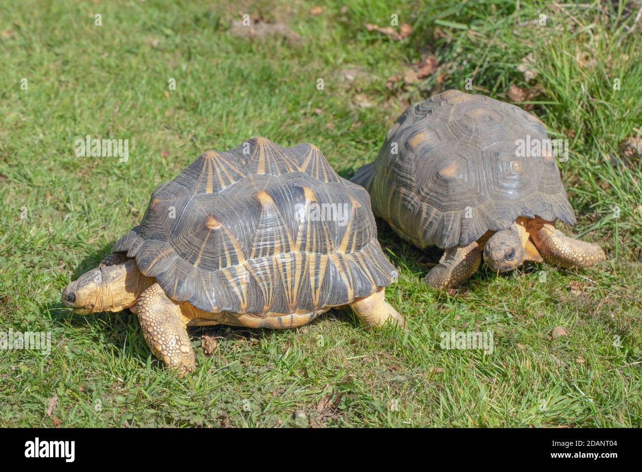 Abgestrahlte Schildkröten (Astrochelys radiata). Zwei Erwachsene zusammen. Profil-, Seiten- und Frontansicht. Auf Land gehen, terrestrisch, Stockfoto