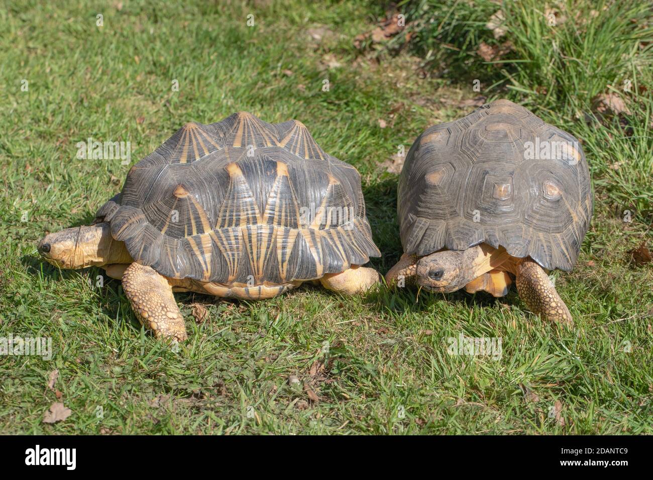 Abgestrahlte Schildkröten (Astrochelys radiata). Zwei Erwachsene zusammen. Profil und Vorderansichten. Kopf und Hals ausgezogen. Walking.Recognition durch Duft, Gerüche. Stockfoto
