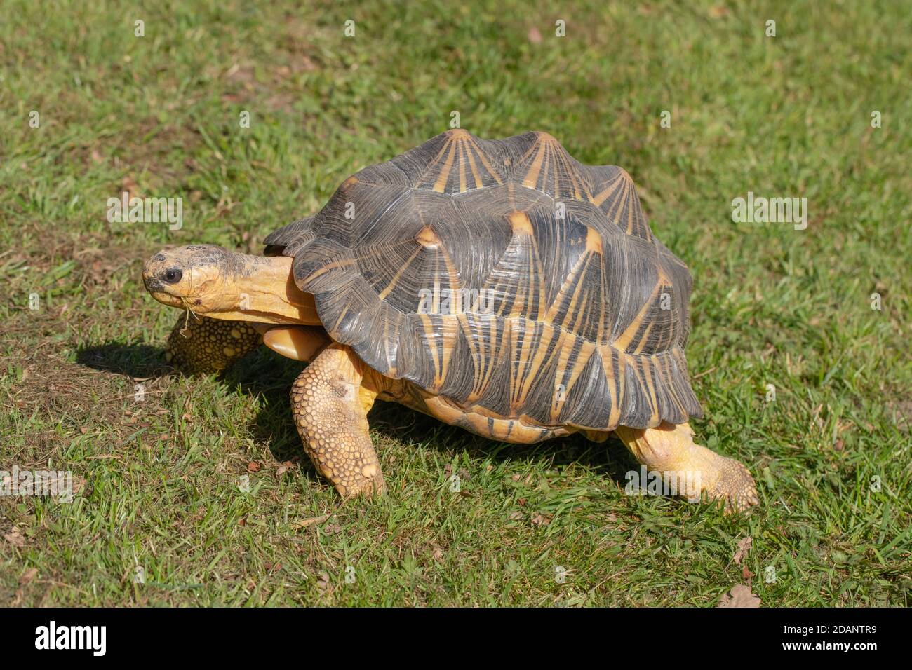 Radiated Tortoise (Astrochelys radiata). Profil. Seitenansicht. Kopf und Hals verlängert. Wandern an Land, terrestrisch, mit Elephantine Vorderglieder und h Stockfoto