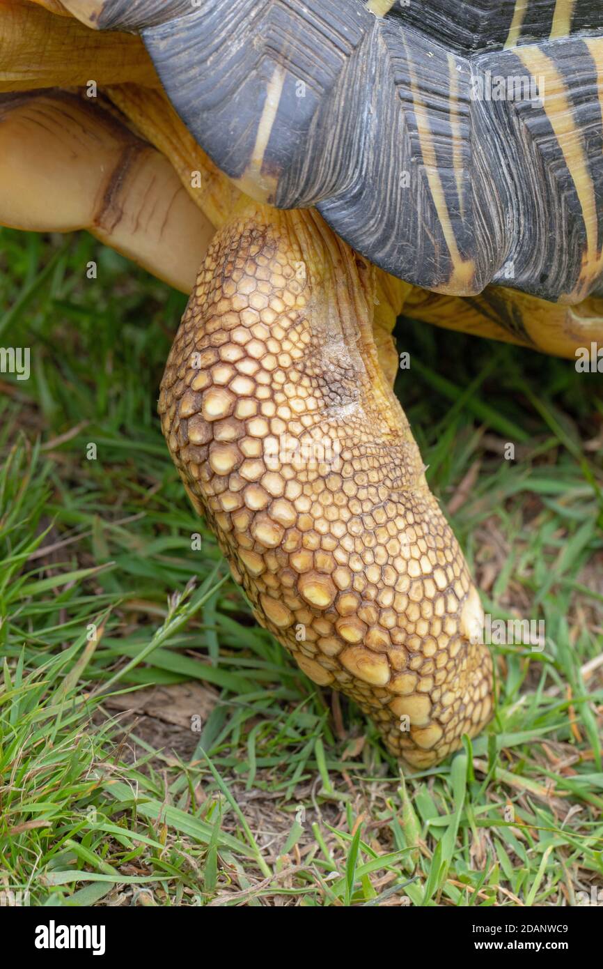 Radiated Tortoise (Astrochelys radiata). Linker Vorderfuß oder Vorderfuß. Vielleicht als Elephantine beschrieben, in Form und Proportionen. Gewichtslager. Beispiel Stockfoto
