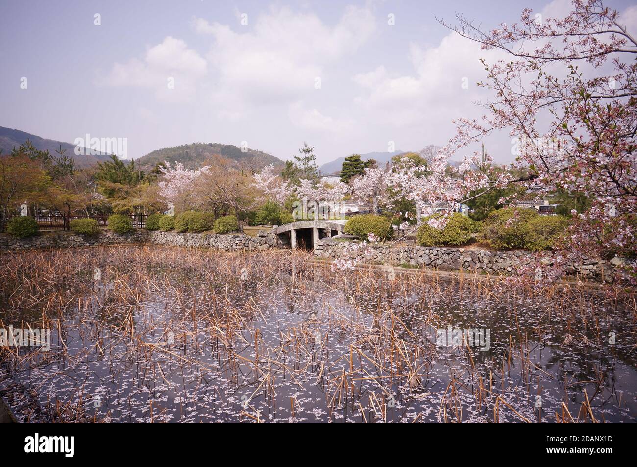 Kyoto königlicher Garten im Frühling mit See, Brücke und Kirschblüten. Stockfoto