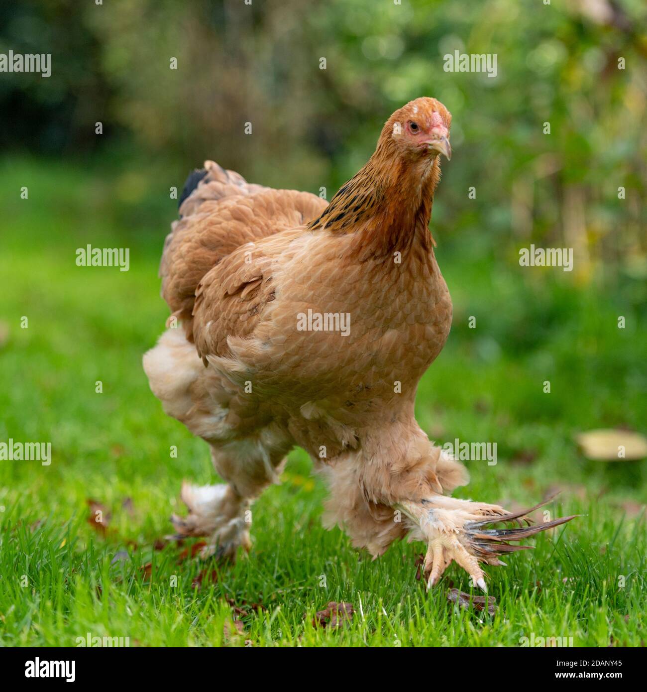 Brahma Huhn Stockfoto