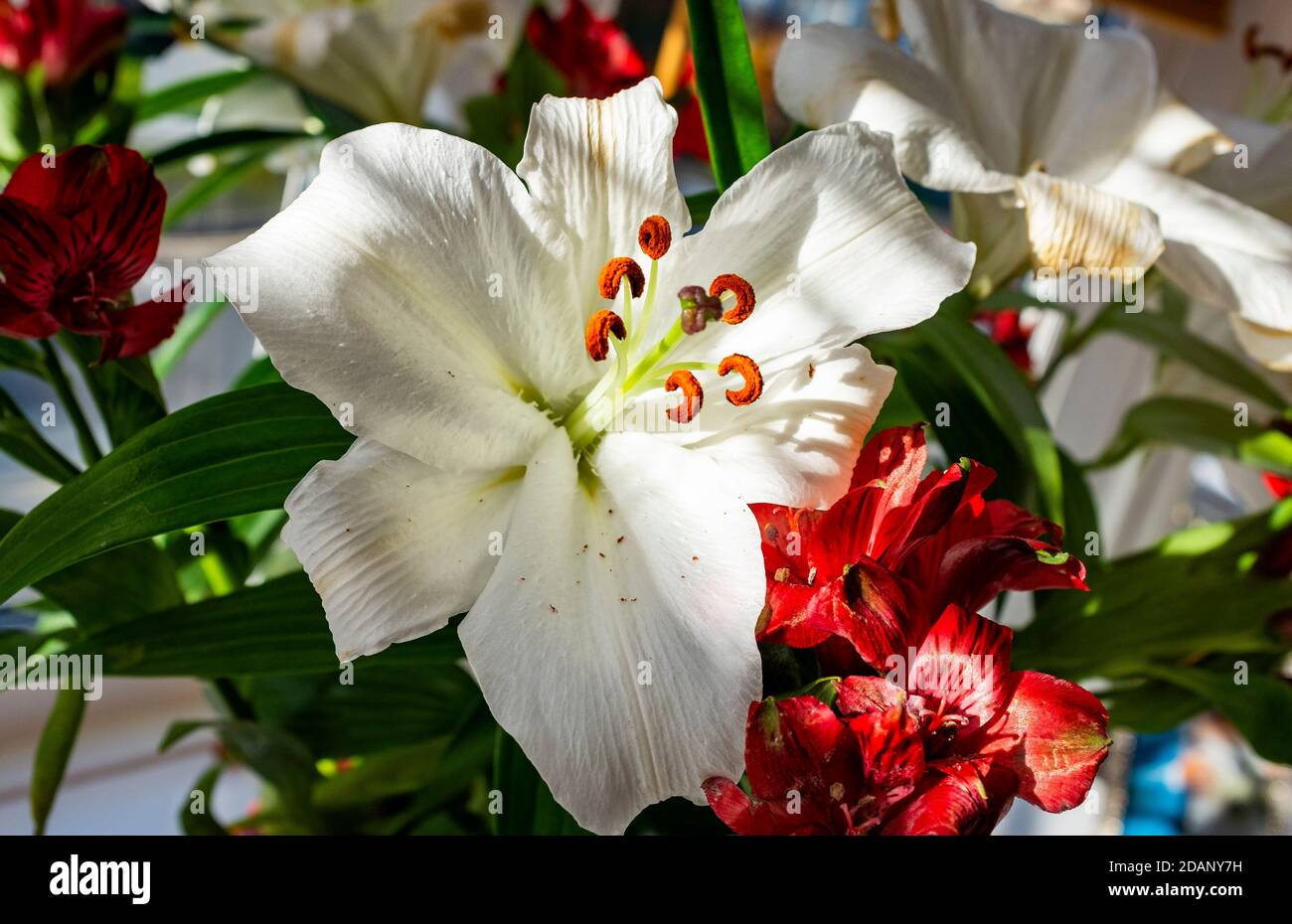 Frische Lilien in einer Vase im Haus UK Stockfoto