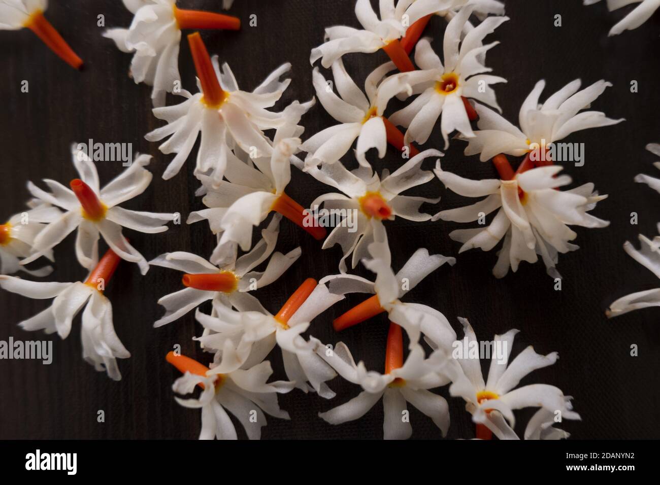 Nahaufnahme der Nacht blühenden Korallen Jasmin Blumen auf einem schwarzen Hintergrund Stockfoto