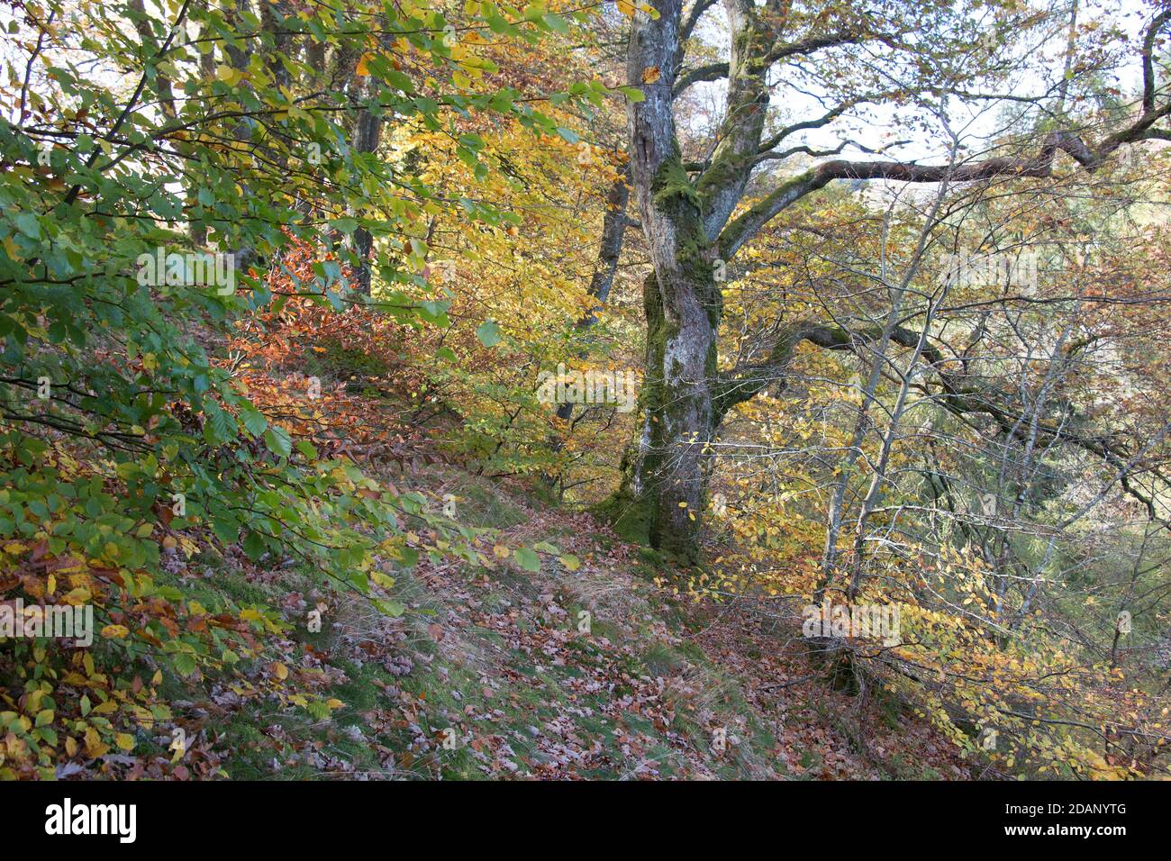 Herbstwaldlandschaft am Ufer des Lake Vyrnwy, Wales, Großbritannien Stockfoto