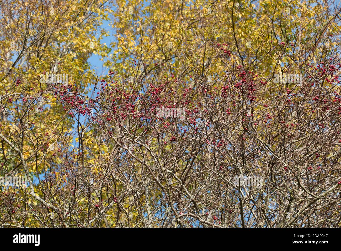 Leuchtend rote Weißdornbeeren gegen goldene Herbstblätter und ein Strahlend blauer herbstlicher Himmel Stockfoto