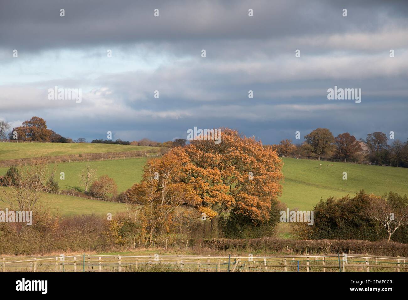 Herbst ländliche Landschaft Szene, Schattierungen von Braun und Gold in der Shropshire Landschaft, Großbritannien Stockfoto