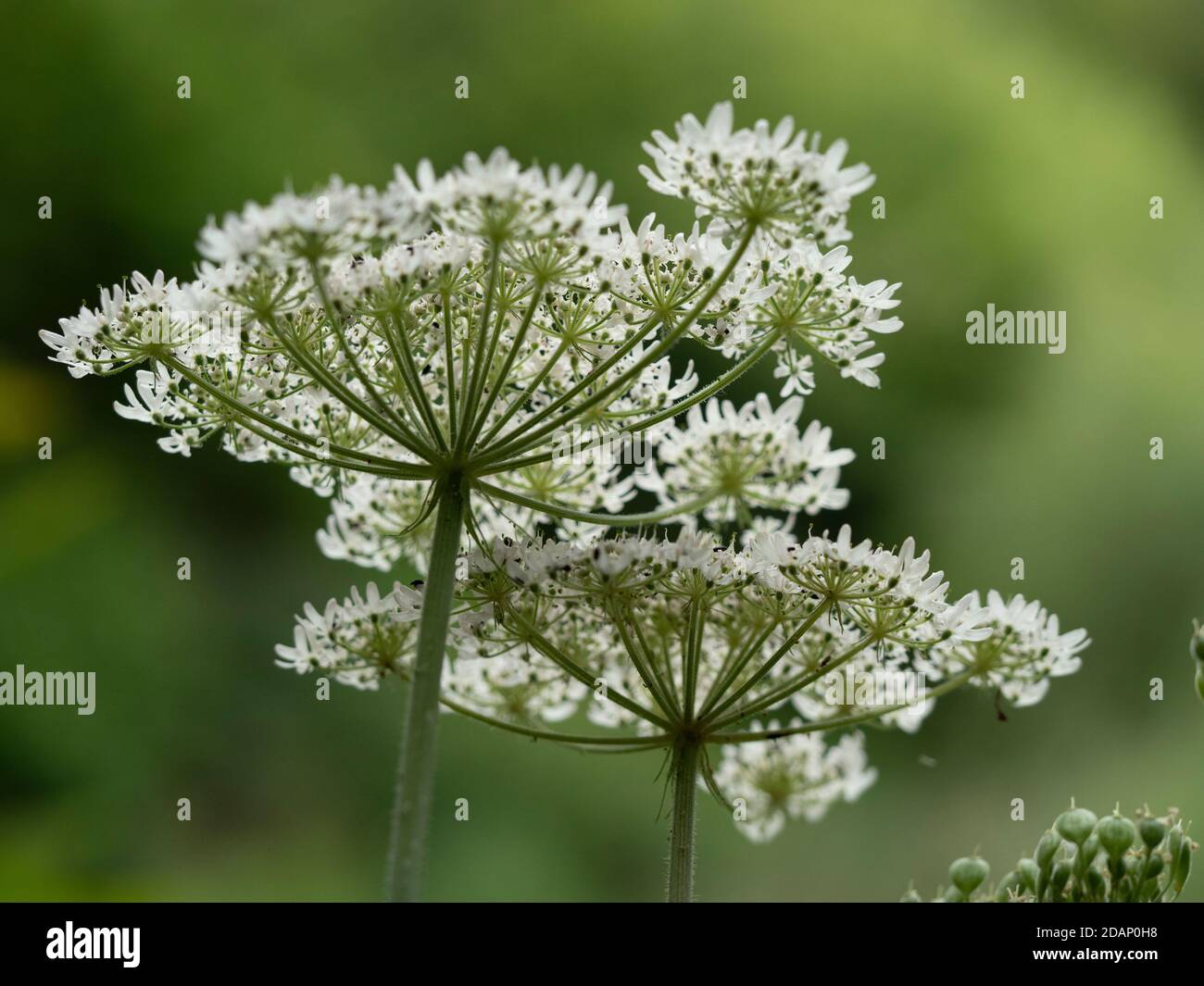 Kuhsilie (Anthriscus sylvestris) Blume Dolde, die Lärchen, Kent Wildlife Trust, Großbritannien Stockfoto