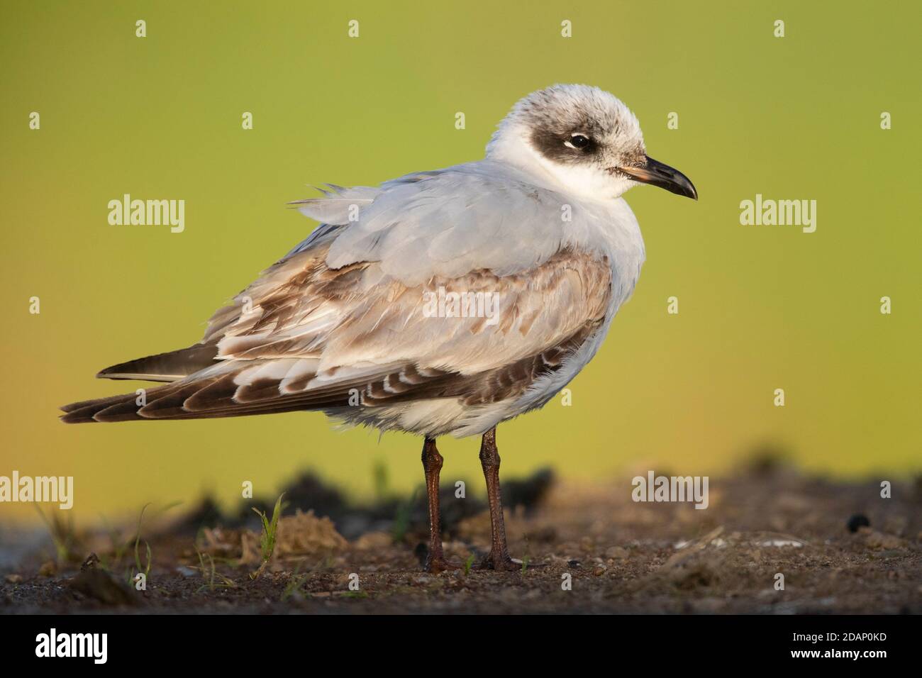 Mittelmeermöwe (Ichthyaetus melanocephalus), auf dem Boden stehend, Kampanien, Italien Stockfoto