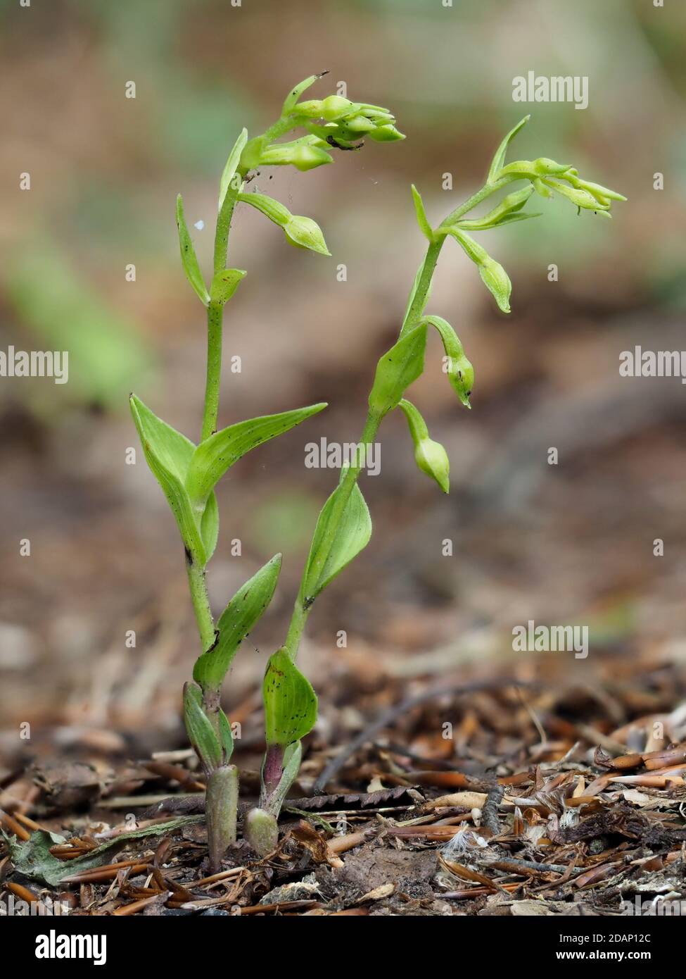 Grün-blühende Helleborine (Epipactis phyllanthes), Roadside Nature Reserve in der Nähe von Eynsford, Lullingstone Country Park, Kent UK Stockfoto