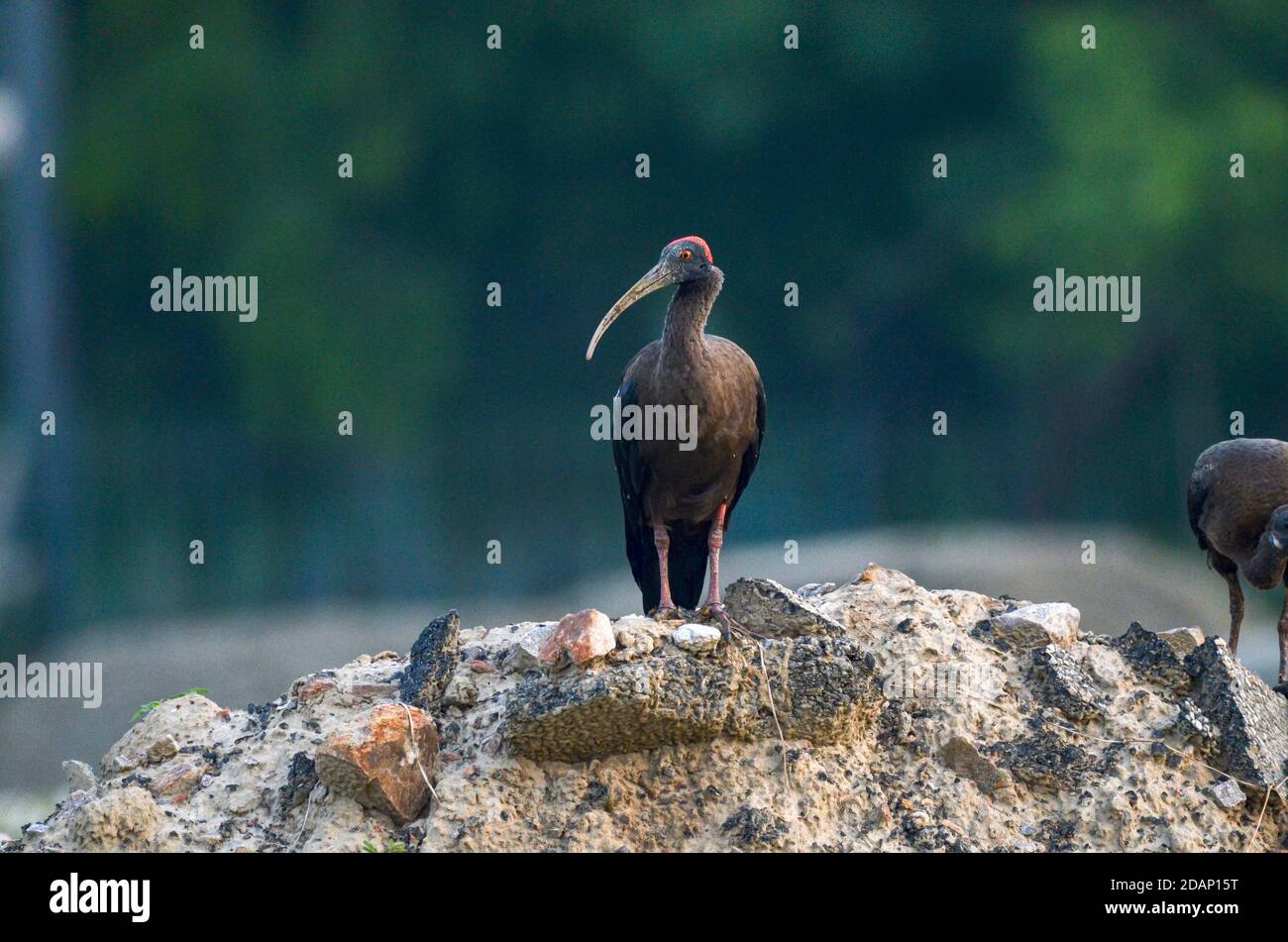 Rotnapter Ibis, Noida, Indien - 2. September 2019: Ein Rotnapter Ibis steht in einem natürlichen grünen Grasfeld in Noida, Uttar Pradesh, Indien. Stockfoto