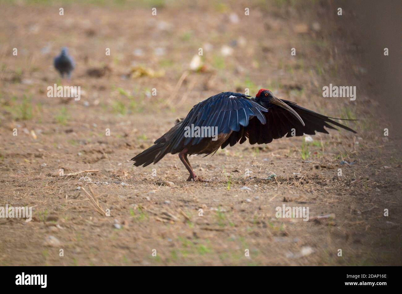 Rotnapter Ibis, Noida, Indien - 22. September 2019: Ein Rotnapter Ibis, der bereit ist, von einem Feld in Noida, Uttar Pradesh, Indien, abzuheben. Stockfoto