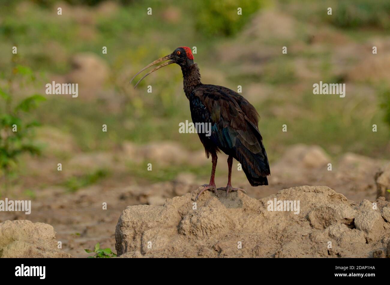 Rotnapter Ibis, Noida, Indien - 8. September 2019: Ein Rotnapter Ibis steht in einem natürlichen grünen Grasfeld in Noida, Uttar Pradesh, Indien. Stockfoto